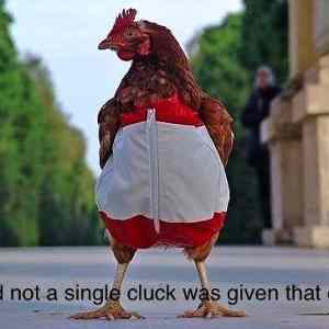 Obrázek 'Not a cluck - 05-05-2012'