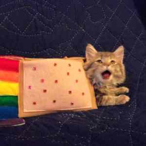 Obrázek 'Nyan cat - 25-06-2012'