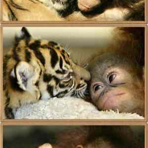 Obrázek 'Orangutan and tiger best friends'