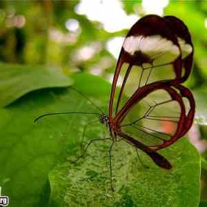 Obrázek 'Painted wings are too mainstream'