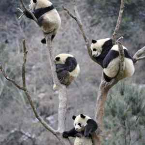 Obrázek 'Pandas on a tree 01-01-2008'