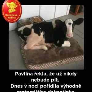 Obrázek 'Pavlina2'