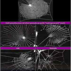 Obrázek 'Pavuk a drogy'