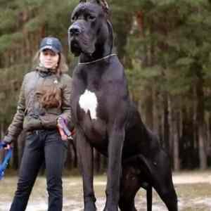 Obrázek 'Personal Bodyguard '