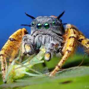 Obrázek 'Phidippus mystaceus'