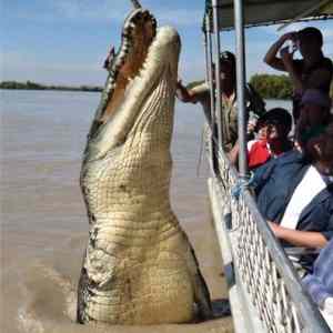 Obrázek 'Picture of the day II - 5.5m saltwater crocodile'