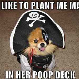 Obrázek 'Pirate Puppy'