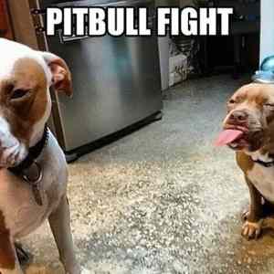 Obrázek 'Pitbull Fight'