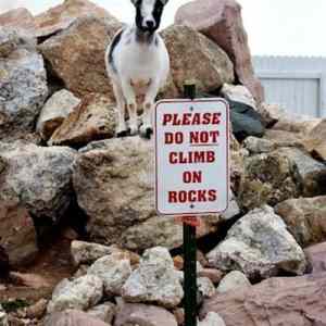 Obrázek 'Please do not climb on rocks'