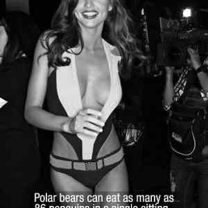 Obrázek 'Polar Bears Can'