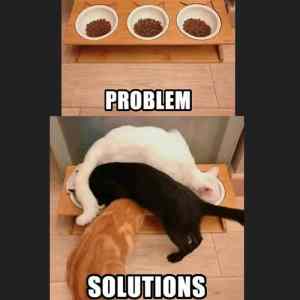 Obrázek 'Problem x solution acording to cats'