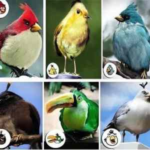 Obrázek 'Real Angry Birds 08-01-2012'