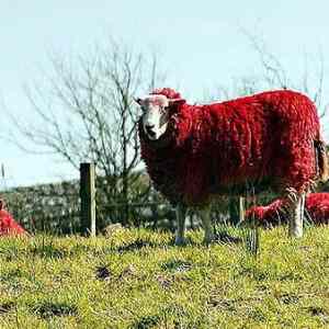 Obrázek 'Red Sheep Of Scotland'