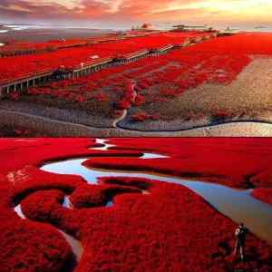 Obrázek 'Red beach in Pan Jin'