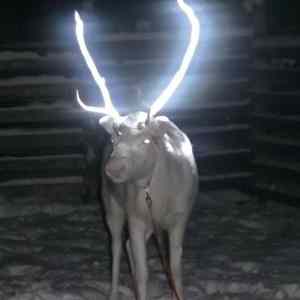 Obrázek 'Reindeer Antlers'