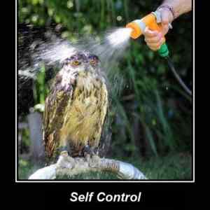 Obrázek 'Self Control1'