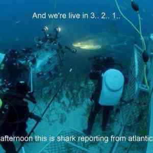 Obrázek 'Shark reporting'