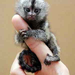 Obrázek 'Smallest Monkey in the World1'