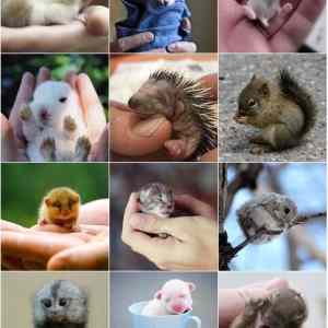 Obrázek 'Smallest Pets'