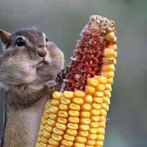 Obrázek 'Squirrel eating corn'