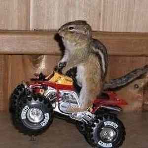 Obrázek 'Squirrel riding'