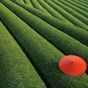 Obrázek 'Stunning capture of a lush tea field in Japan'