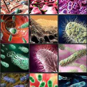Obrázek 'Svet bakterii'