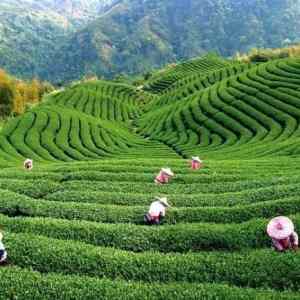 Obrázek 'Tea Plantations 18-01-2012'
