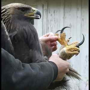 Obrázek 'Thats-a-scary-bird'