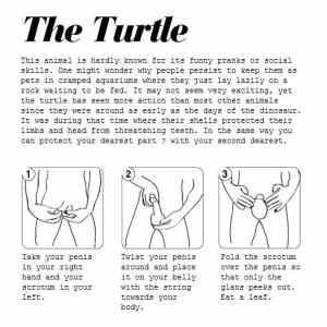 Obrázek 'The Turtle'