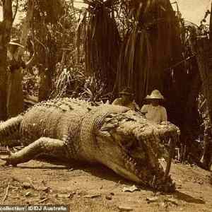 Obrázek 'The biggest crocodile ever caught in Australia 8.6m'