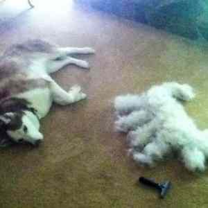 Obrázek 'The result of brushing a Siberian Husky'