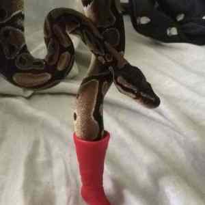 Obrázek 'Theres a Snek In My Boot'