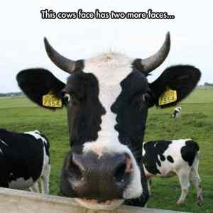 Obrázek 'Three-faced cow'