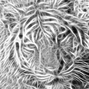 Obrázek 'Tiger 06-04-2009'