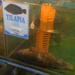 Obrázek 'Tilapa LIVE'
