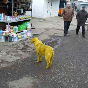 Obrázek 'Ukrajina-Uzhorod-ColorDog'