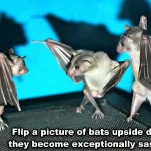 Obrázek 'Upside Down Bats'