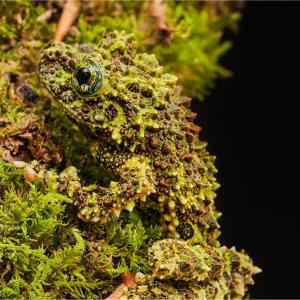 Obrázek 'Vietnamese Mossy Frog'