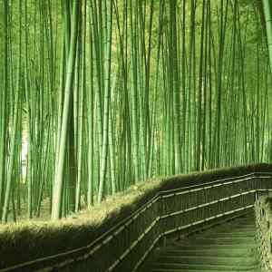 Obrázek 'Walking path in a Bamboo Forest in Kyoto Japan'