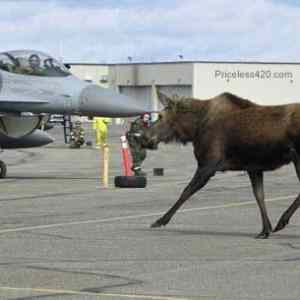 Obrázek 'Warning Moose on the Runway'