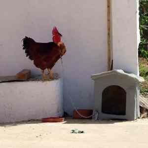 Obrázek 'Watchdog  '