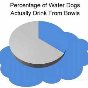 Obrázek 'Water Bowl Percentage'