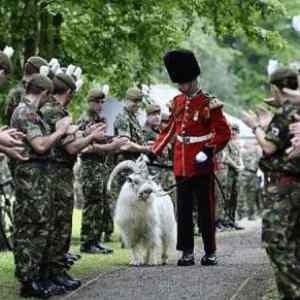 Obrázek 'Welcome home Your Majesty'