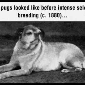 Obrázek 'What Pugs Looked Like'