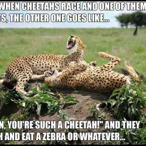 Obrázek 'When cheetahs cheat'