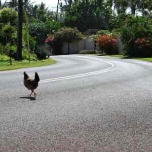 Obrázek 'Why Did The Chicken Cross The Road'