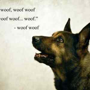 Obrázek 'Wise words from my dog 02-01-2012'