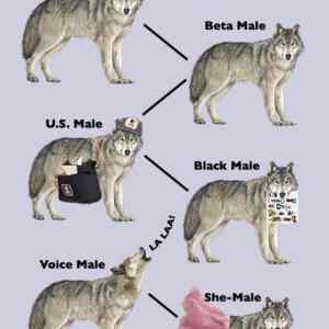 Obrázek 'Wolf Pack Hierarchy i'