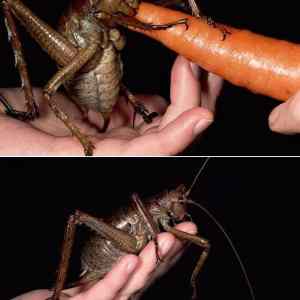 Obrázek 'Worlds biggest ever insect found called the Weta Bug'